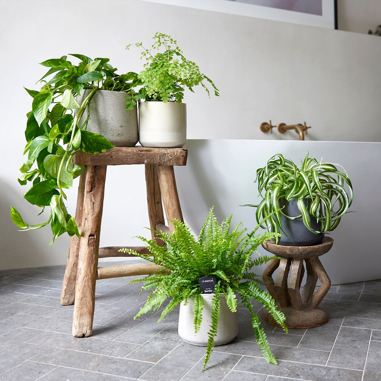 Best Bathroom Plants