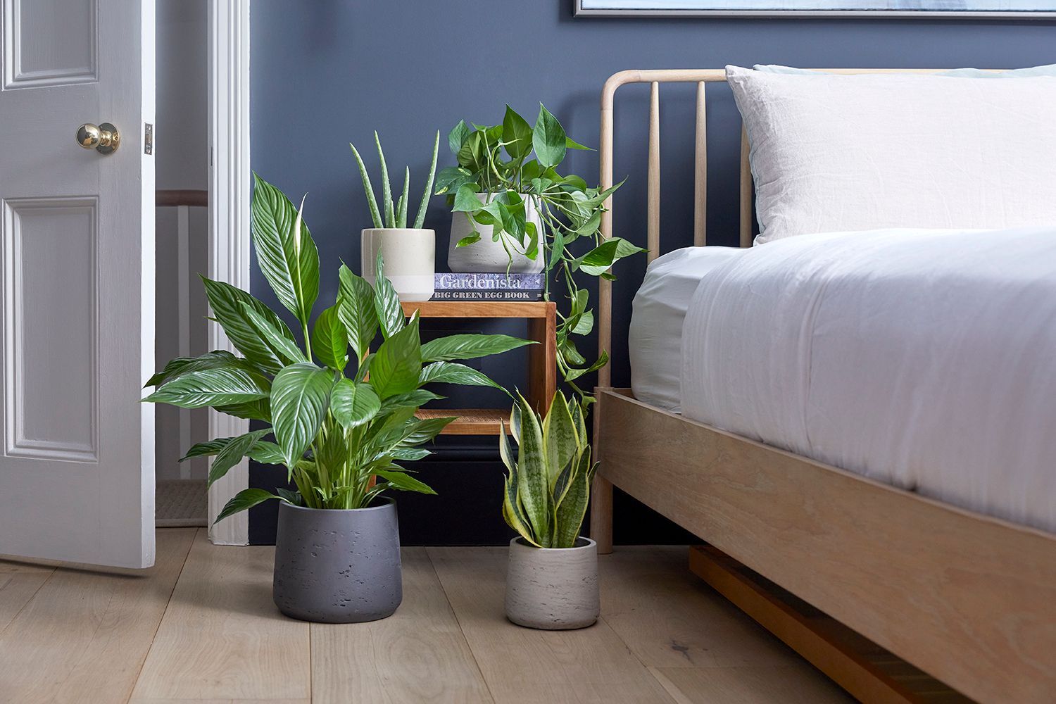 Plants for the Bedroom 