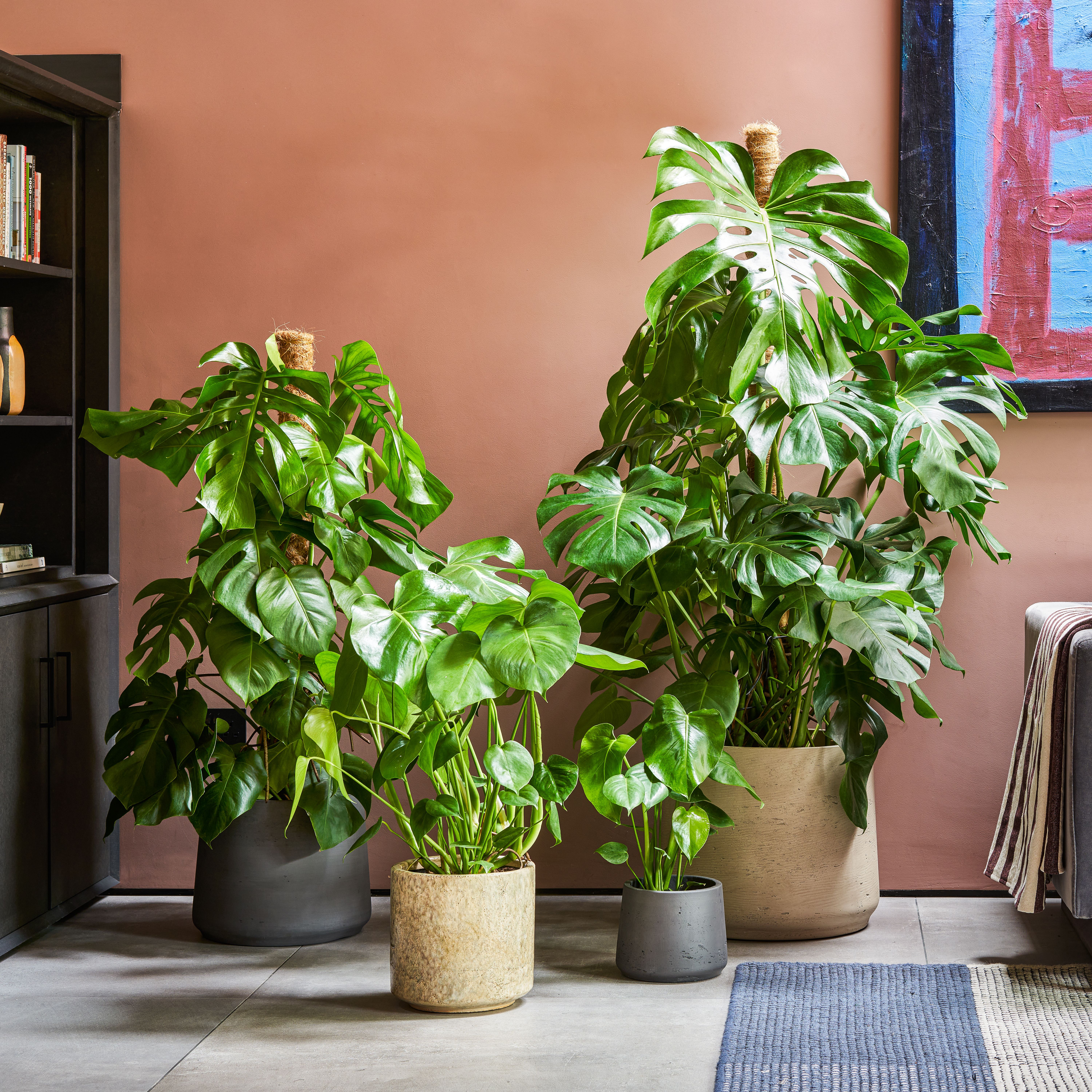 Shop Patch’s monstera plants