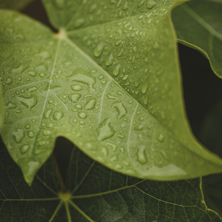 Close-up of houseplant leaf with water on it