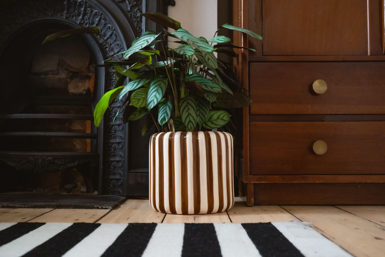 A large brown-and-white striped plant pot sits next to a black-and-white striped rug and a black fireplace