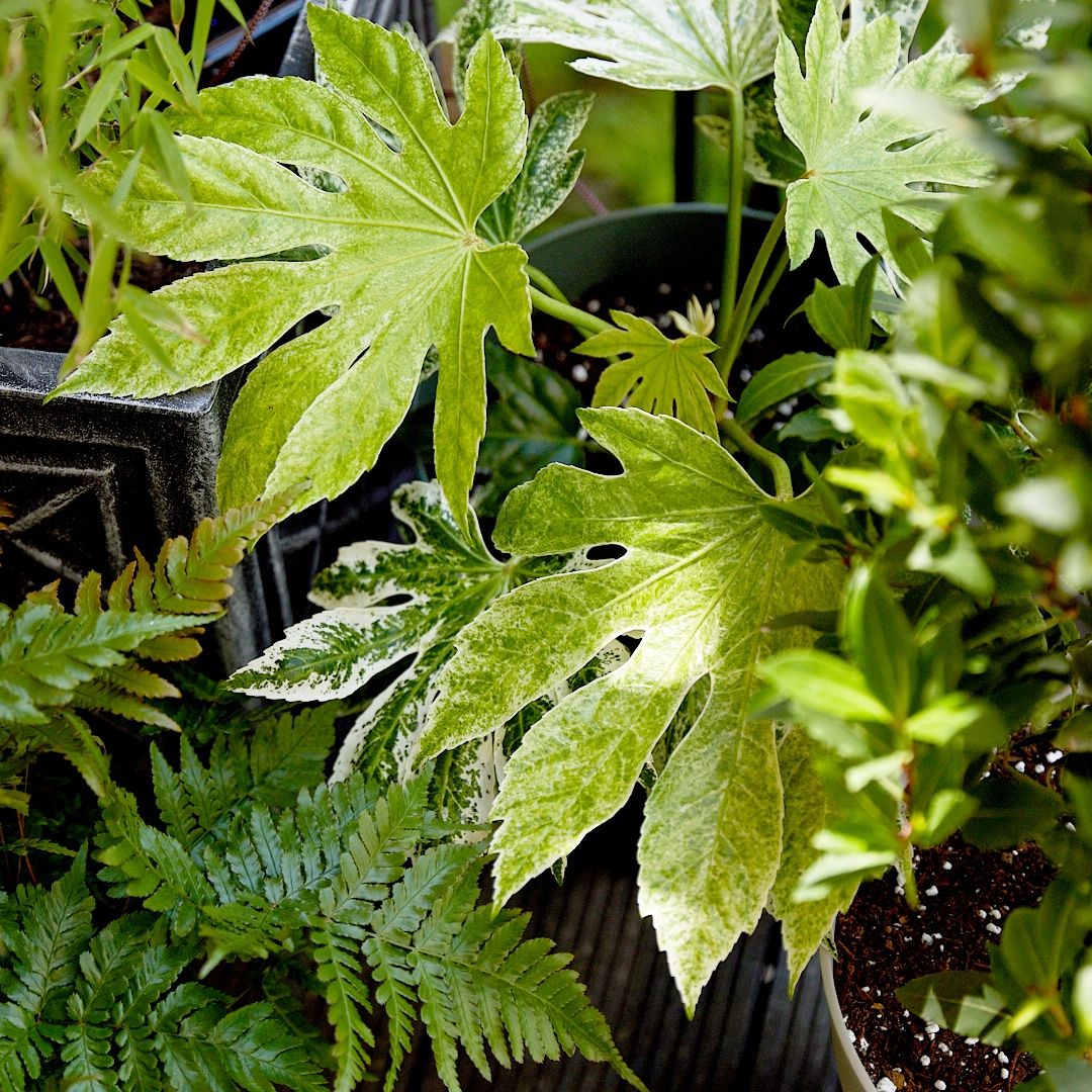 A close-up of a group of outdoor plants, including a variegated fatsia