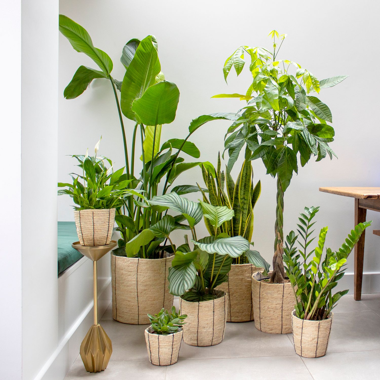 10 Best indoor plants