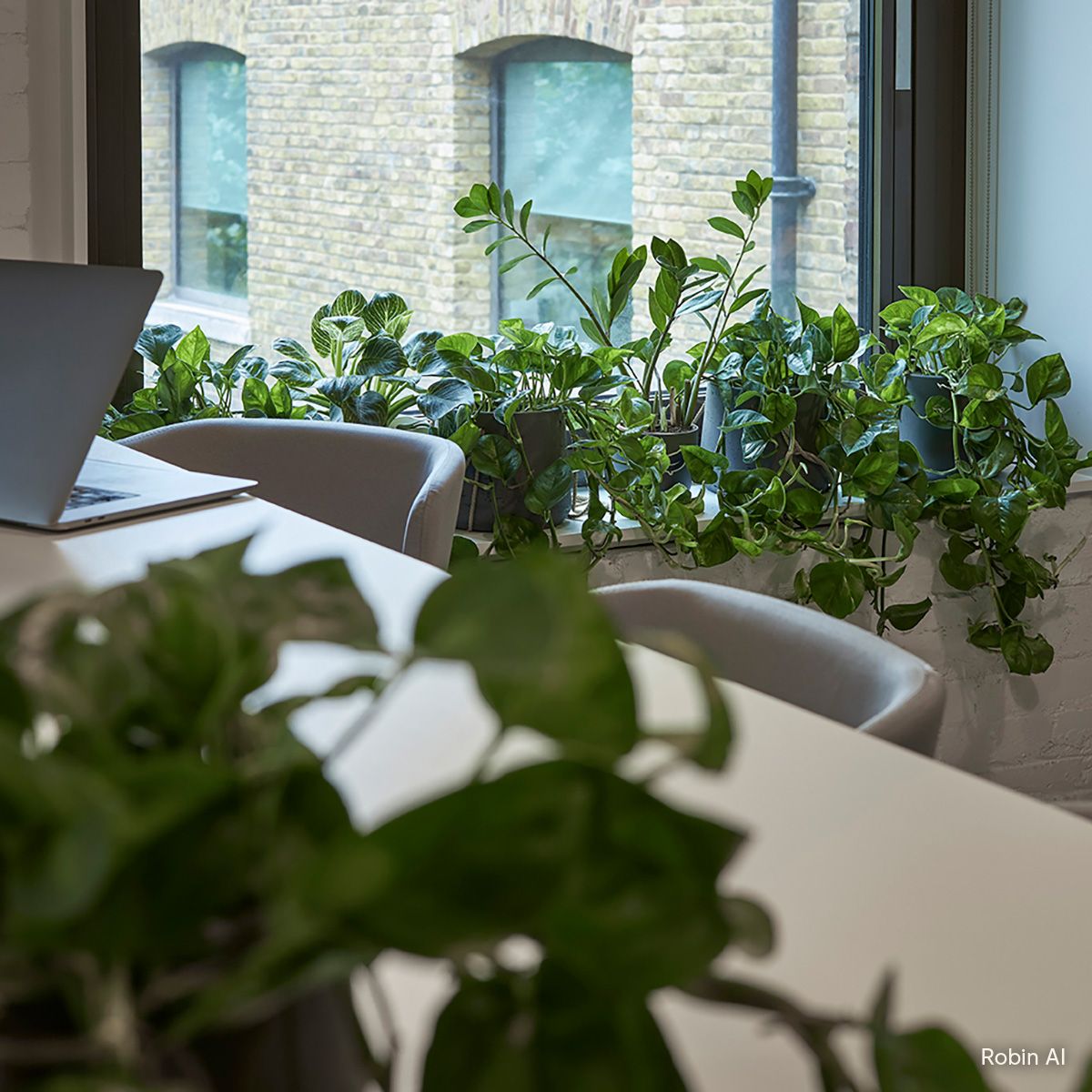 Plants for offices