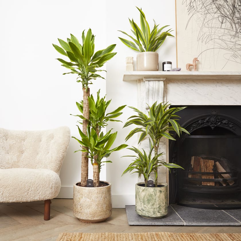 Shop Patch’s dracaena plants